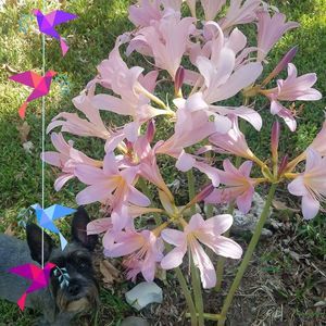 Meet your Posher, Pansy